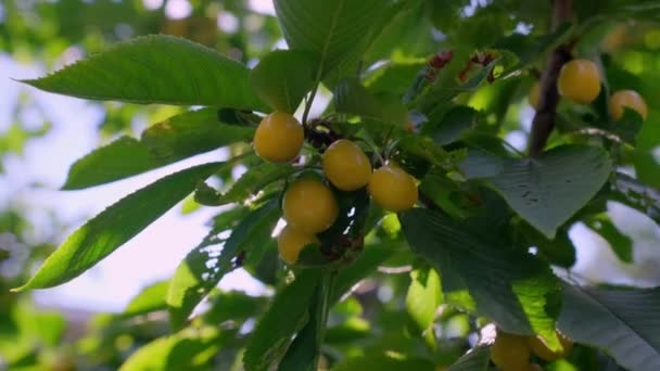 緑色の葉を持つ枝の木に黄色の桜の果物 これは甘い品種のチェリーです — ストック動画
