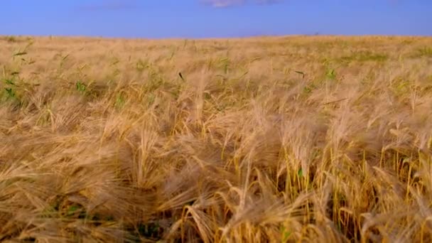 Tarwegewas Veld Zwaaiend Door Wind Een Veld Van Tarwe — Stockvideo