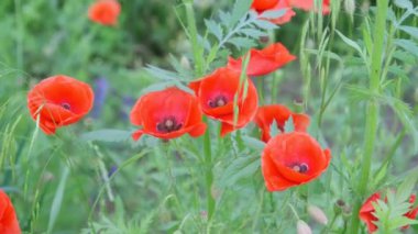 Tarlada büyük kırmızı tarla gelincikleri