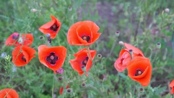 Grands Coquelicots Champ Rouge Dans Domaine — Video