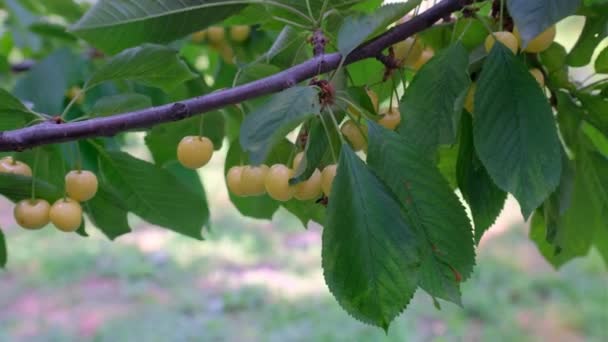 Gele Kersenvruchten Takkenboom Met Groene Bladeren Dit Zijn Kersen Met — Stockvideo