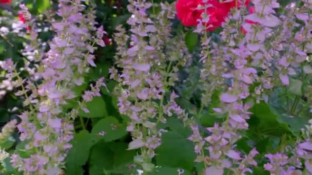 Primer Plano Flores Salvia Púrpura Durante Ducha — Vídeos de Stock