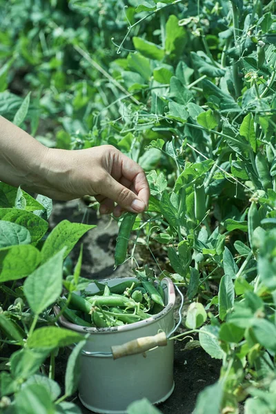 Mujer Agricultora Recoge Guisantes Maduros Jardín — Foto de Stock