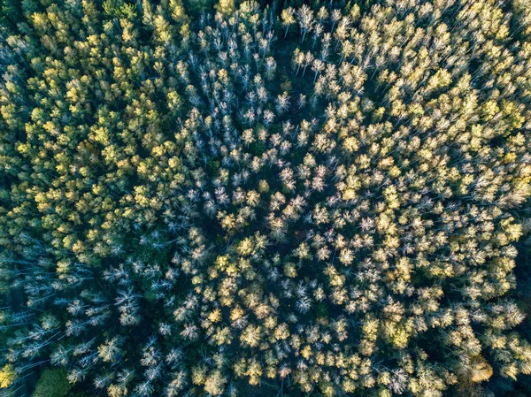 Vista Aérea Floresta Outono Com Árvores Coloridas Fotografia Drones — Fotografia de Stock