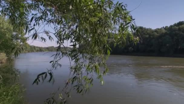 Orilla Río Antes Una Tormenta Pequeño Río Limpio Verde Cubierto — Vídeo de stock