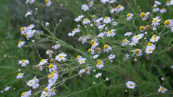 White Daisy Flowers Field Meadow Sunset Lights Field White Daisies — Stock Video