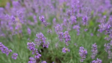 Lavanta çiçekleri kapanıyor. Lavanta çiçekleri çayırlarda yetişir.