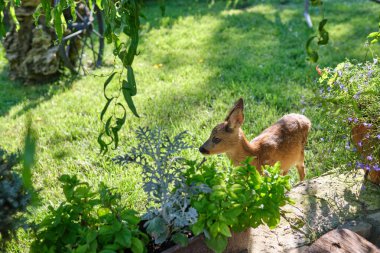 Masum yumurta geyiği yavrusu. Genç vahşi geyik. Biraz ahlak. Geyik yavrusu. geyik dinleniyor