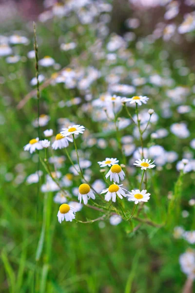 春のカモミールの花の牧草地 — ストック写真
