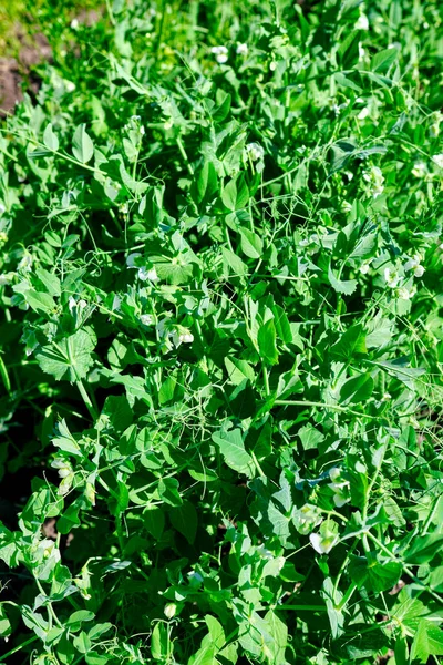 Guisantes Jóvenes Jardín — Foto de Stock