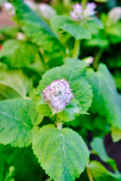 シャワー中にピンクのセージの花の閉鎖 — ストック写真