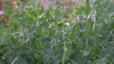 Baharda yakın planda bir tarladaki taze bezelyeler. Taze bezelye tarlası. Genç yeşil bezelyeler tarlada yetişiyor. Çiçekler ve yeşil bezelye meyveleri.