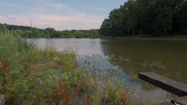 Sjön nära skogen på sommaren — Stockvideo