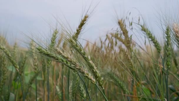 Detail rekaman ladang gandum saat matahari terbenam. Ladang gandum saat matahari terbenam — Stok Video