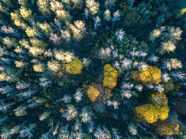 Widok z lotu ptaka na las jesienią z kolorowymi drzewami. Zdjęcia dronów. — Zdjęcie stockowe