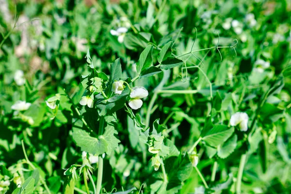庭の若いエンドウ豆 — ストック写真