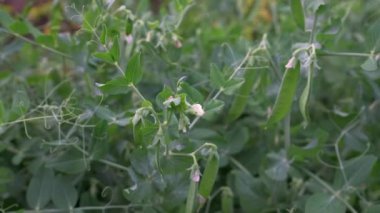 Baharda yakın planda bir tarladaki taze bezelyeler. Taze bezelye tarlası. Genç yeşil bezelyeler tarlada yetişiyor. Çiçekler ve yeşil bezelye meyveleri.