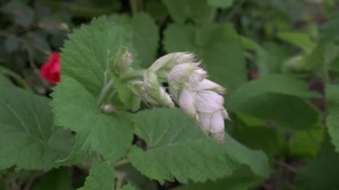 Duş sırasında mor adaçayı çiçeklerini kapat.