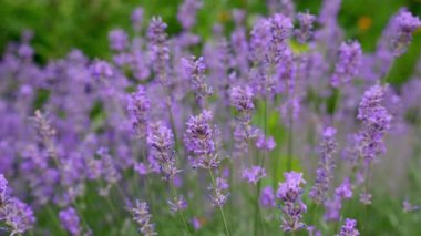 Lavanta çiçekleri kapanıyor. Lavanta çiçekleri çayırlarda yetişir.