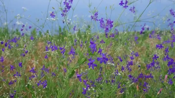 Scenic Uitzicht Wilde Bloemen Weide — Stockvideo