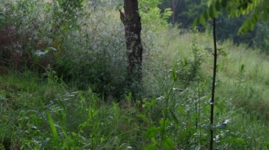 Doğal yeşil arkaplanda yağmur yağıyor