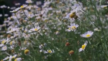 Beyaz papatya çiçekleri gün batımı ışıklarında çayırda. Rüzgarda sallanan beyaz papatya tarlaları.