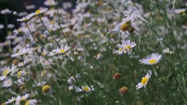 Beyaz Papatya Çiçekleri Gün Batımı Işıklarında Çayırda Rüzgarda Sallanan Beyaz — Stok video