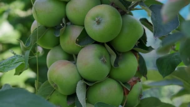 Яблоки Растущие Дереве — стоковое видео