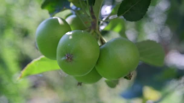 Pommes Poussant Dans Arbre — Video