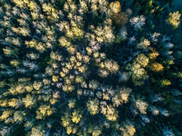 Luftaufnahme Des Waldes Herbst Mit Bunten Bäumen Drohnenfotografie — Stockfoto