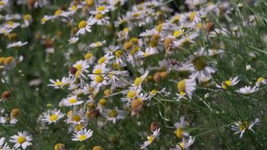 Beyaz papatya çiçekleri gün batımı ışıklarında çayırda. Rüzgarda sallanan beyaz papatya tarlaları.