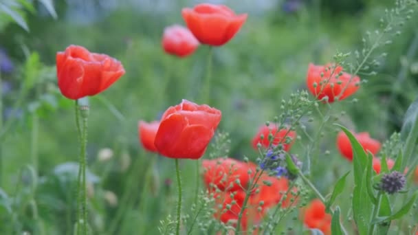 Large Red Field Poppies Field — Stock Video