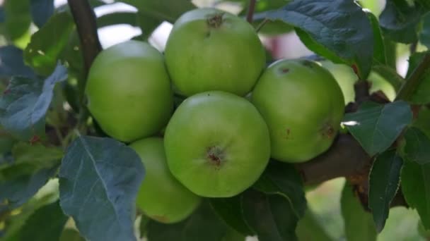 Appels Groeien Een Boom — Stockvideo