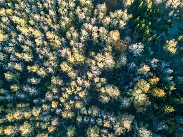 Luftaufnahme Des Waldes Herbst Mit Bunten Bäumen Drohnenfotografie — Stockfoto