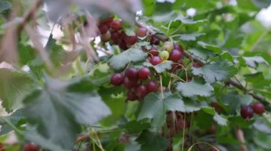 Dalında böğürtlen olan siyah frenk üzümü çalısı. Olgun, büyük, siyah üzümler çalıların üzerinde asılı..