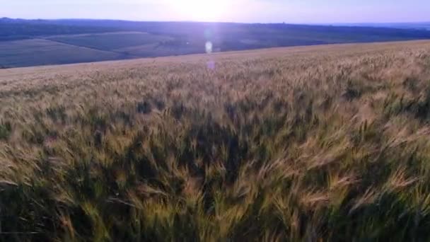 Nagranie Pola Pszenicy Zachodzie Słońca Pole Pszenicy Zachodzie Słońca — Wideo stockowe