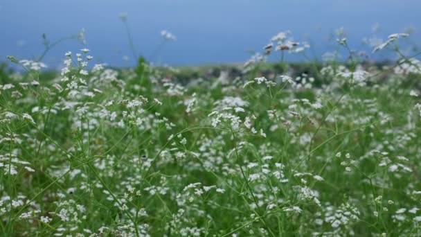 草地上野花的景致 — 图库视频影像