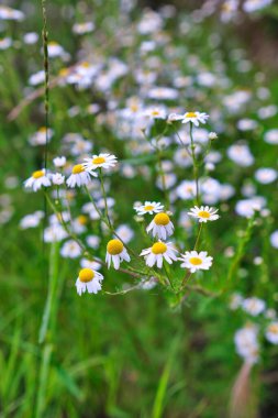 Baharda papatya çiçeği çayırı