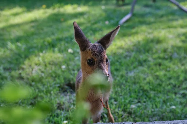 Des Chevreuils Innocents Fauve Jeune Cerf Sauvage Peu Moralité Ourson — Photo