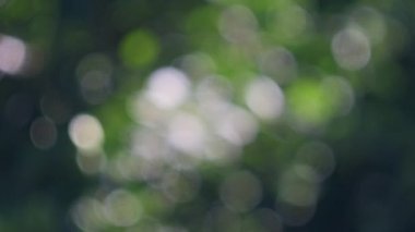 Soyut, doğa bokeh arka plan, ormanın yeşil yaprakları. Yaratıcı tasarım için bulanık biçimli yeşil doğa.