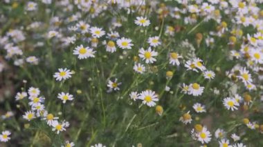 Beyaz papatya çiçekleri gün batımı ışıklarında çayırda. Rüzgarda sallanan beyaz papatya tarlaları.