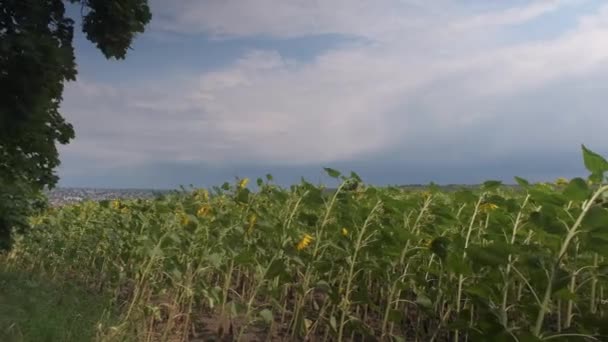 Поле Жовтих Квітів Соняшнику Тлі Блакитного Неба Соняшник Пливе Вітрі — стокове відео