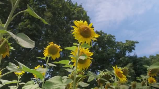 Pole Żółte Kwiaty Słonecznika Tle Błękitnego Nieba Słonecznik Kołysze Się — Wideo stockowe