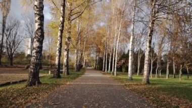 Güneşli bir günde boş sonbahar şehir parkında hareket eden bir kamera. Uzun sokak parlak sonbahar yapraklarıyla kaplı. Arka planda güneş ışığı olan güzel sonbahar manzarası. POV