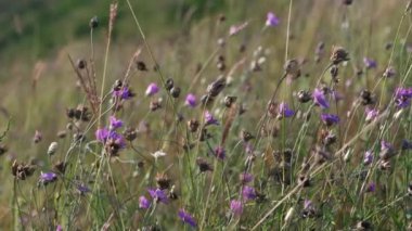 Çayırdaki kır çiçeklerinin manzarası