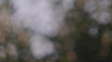 Soyut, doğa bokeh arka plan, ormanın yeşil yaprakları. Yaratıcı tasarım için bulanık biçimli yeşil doğa.