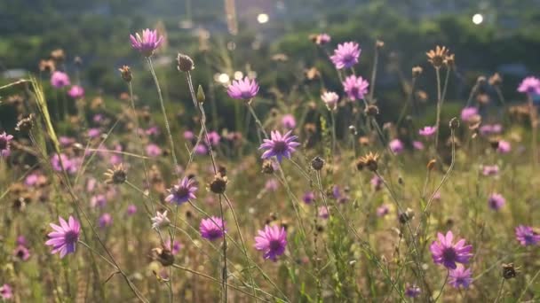 Widok Dzikie Kwiaty Łące — Wideo stockowe