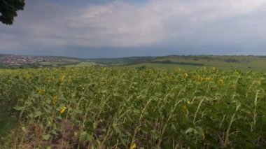 Mavi gökyüzünün arka planına karşı sarı ayçiçeği tarlası. Rüzgarda sallanan bir ayçiçeği. Yazın ayçiçekli güzel tarlalar.