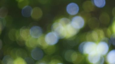 Soyut, doğa bokeh arka plan, ormanın yeşil yaprakları. Yaratıcı tasarım için bulanık biçimli yeşil doğa.