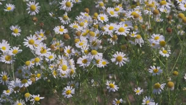 Λευκό Λιβάδι Λουλουδιών Μαργαρίτα Στο Ηλιοβασίλεμα Φώτα Πεδίο Των Λευκών — Αρχείο Βίντεο